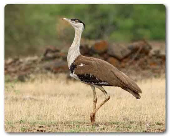  Rajasthan state bird, Indian bustard, Ardeotis nigriceps